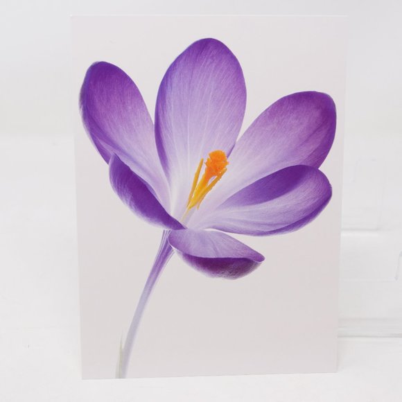 IKEA Kort Art Cards 5x7" Flora Set of 5 Floral Flowers Gallery Prints Retired - Picture 14 of 15